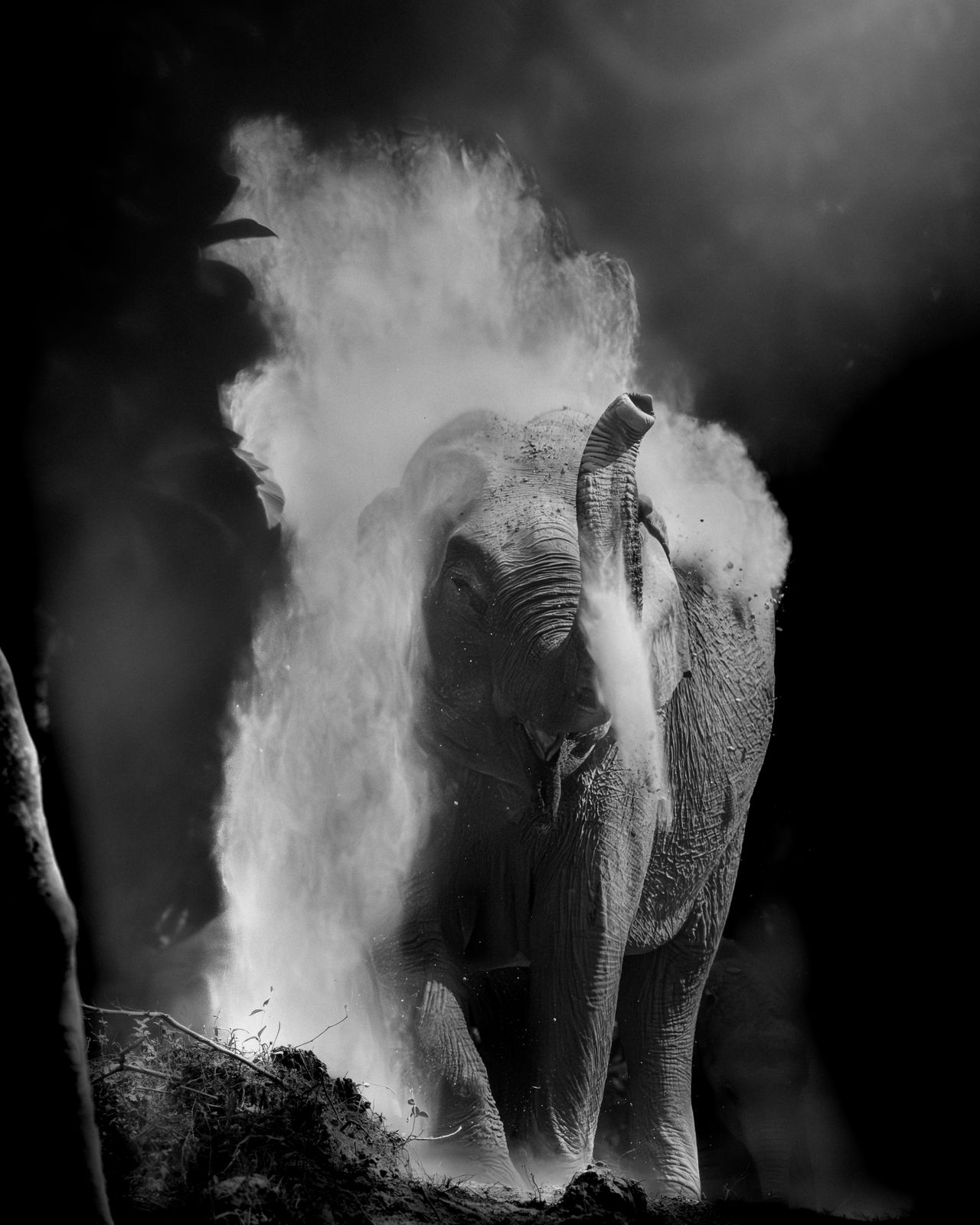 Elephant Dynasty