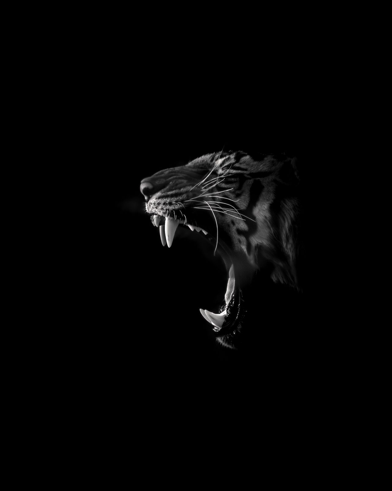 Untamed Shadow