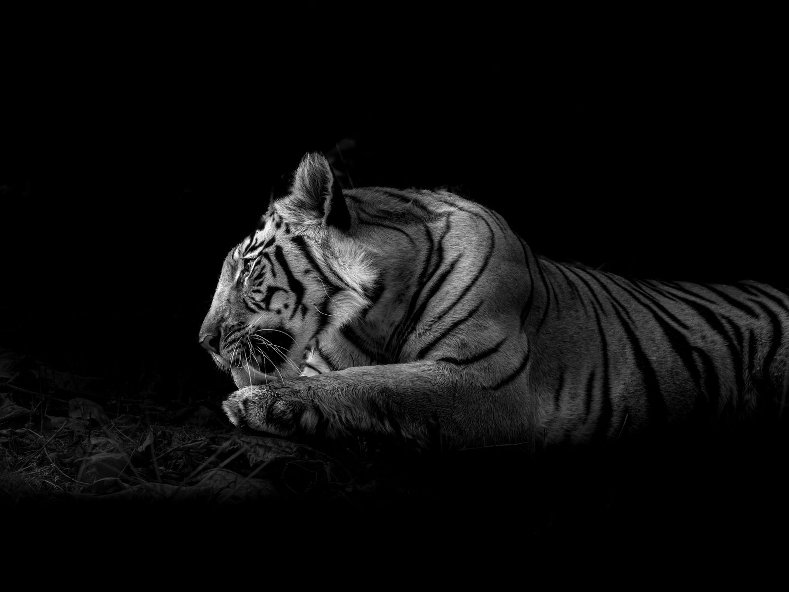 Wild Silence