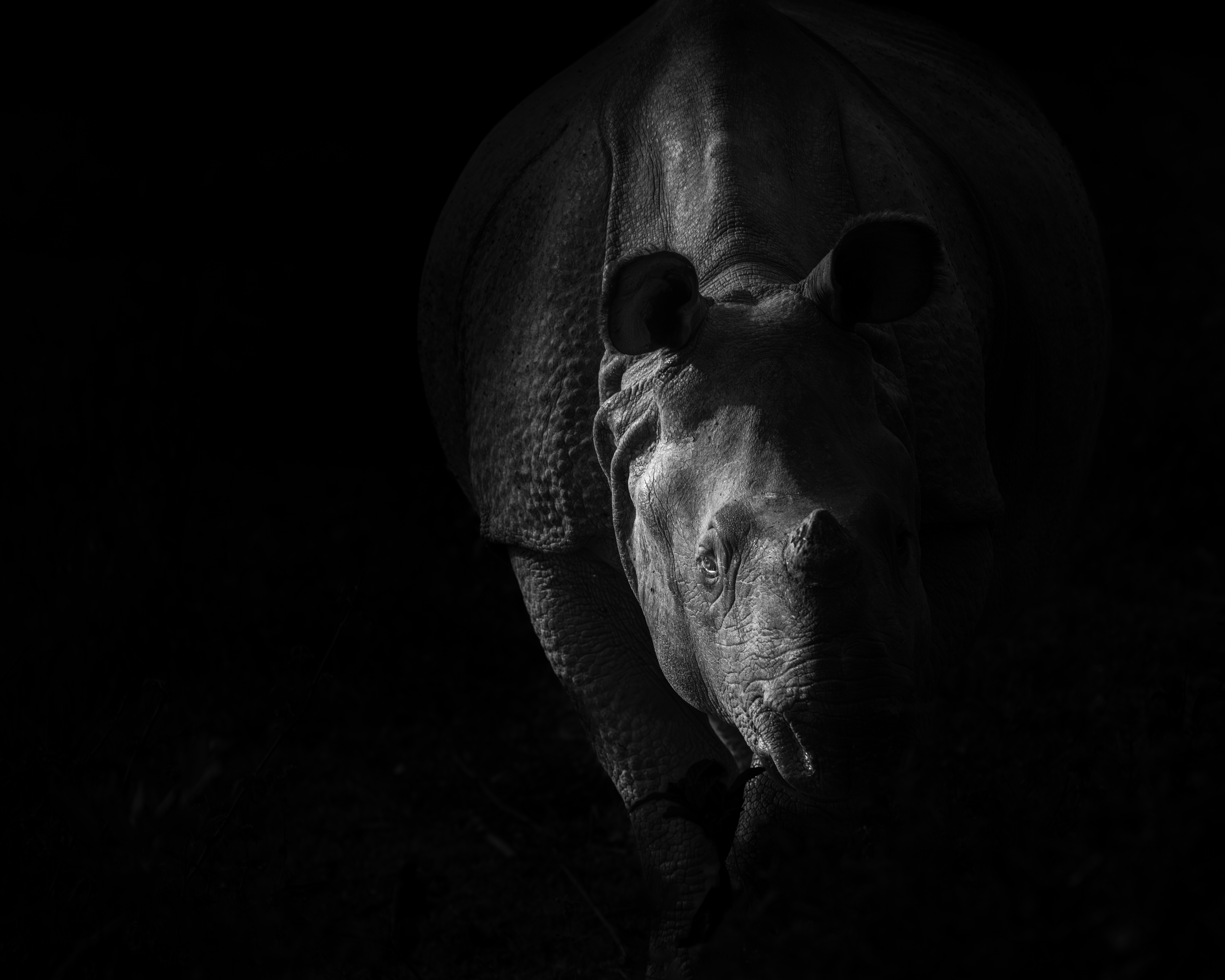 Untamed Beauty
